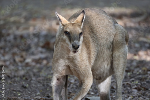 Wild kangaroo near Boodjamulla (Lawn Hill) National Park, Australia