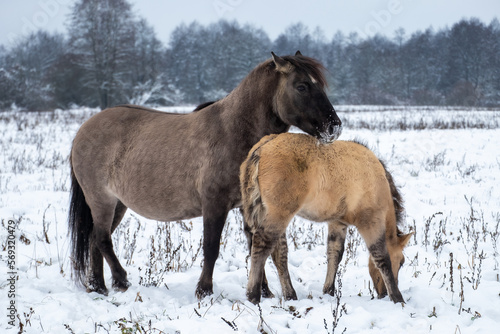 A group of wild grey brown horses in its natural habitat walking in the snow feat dry grass in winter