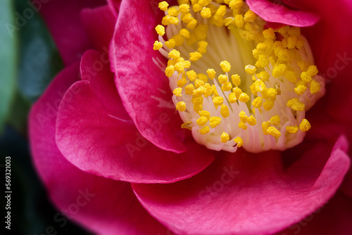 Vivid pink camellia blossom with yellow stamens