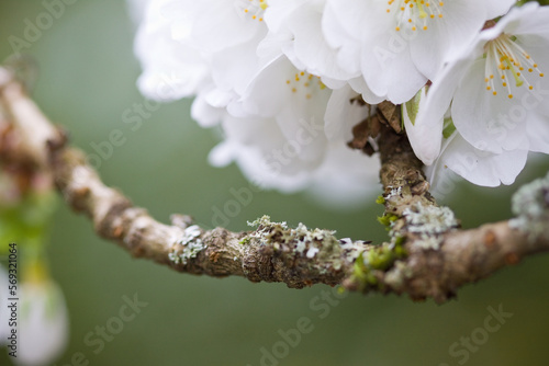 White blossoms on moss covered fruit tree branch