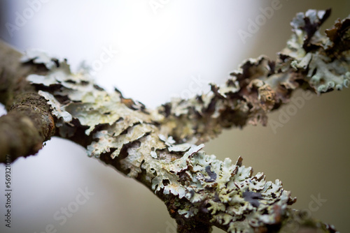 Lichen on fruit tree branch