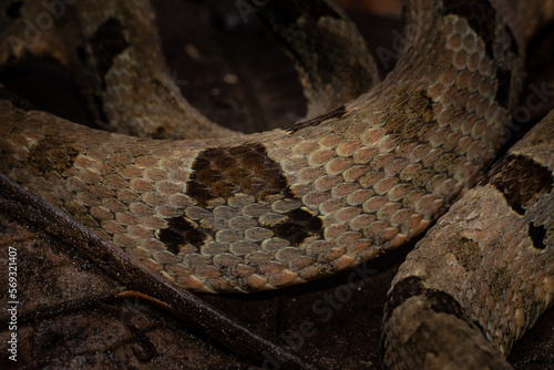 Scales of a viper snake photo