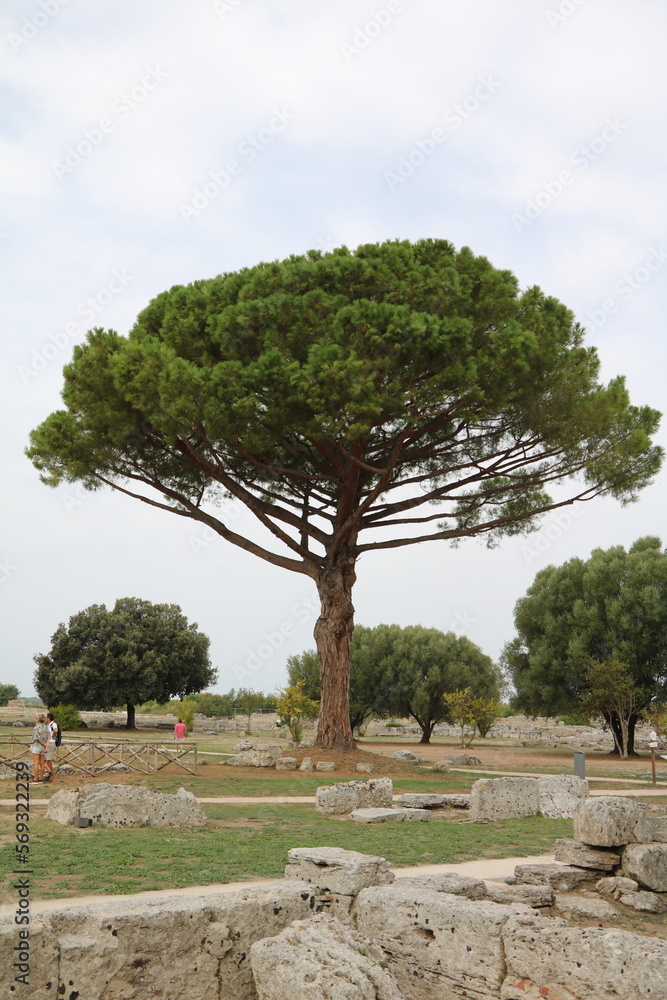 Big old Pinus pinea in Paestum, Campania Italy