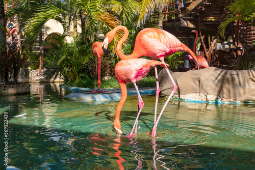 Flamingos auf dem Malecon von Costa Maya in Mahahual, Mexico.