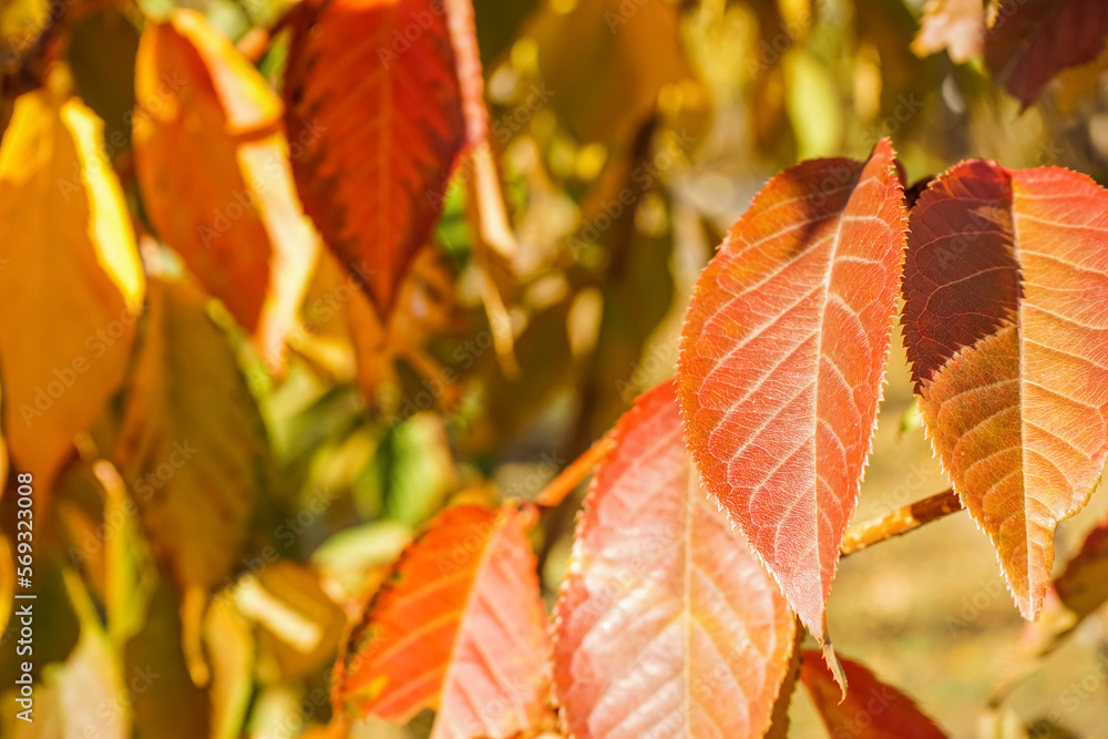 Tree branches with autumn leaves in park on sunny day, closeup