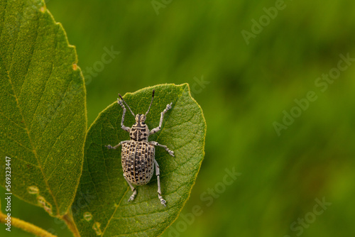 Cydianerus latruncularius, coleóptera. Um besouro branco andando sobre uma folha verde. photo