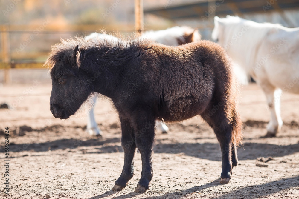 A breed of decorative dwarf horses. Cute little mini pony on the farm. Close-up of an animal portrait. A breed of decorative dwarf horses. Cute little mini pony on the farm. Close-up of an animal portrait.