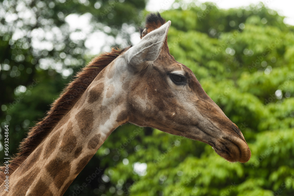 Close-up giraffe head on green leaves background. Giraffes head against green tree. Giraffe portrait, close up Close-up giraffe head on green leaves background. Giraffes head against green tree. Giraffe portrait, close up
