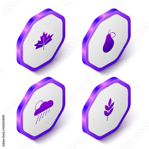 Set Isometric Canadian maple leaf, Pear, Cloud with rain and sun and Leaf icon. Purple hexagon button. Vector