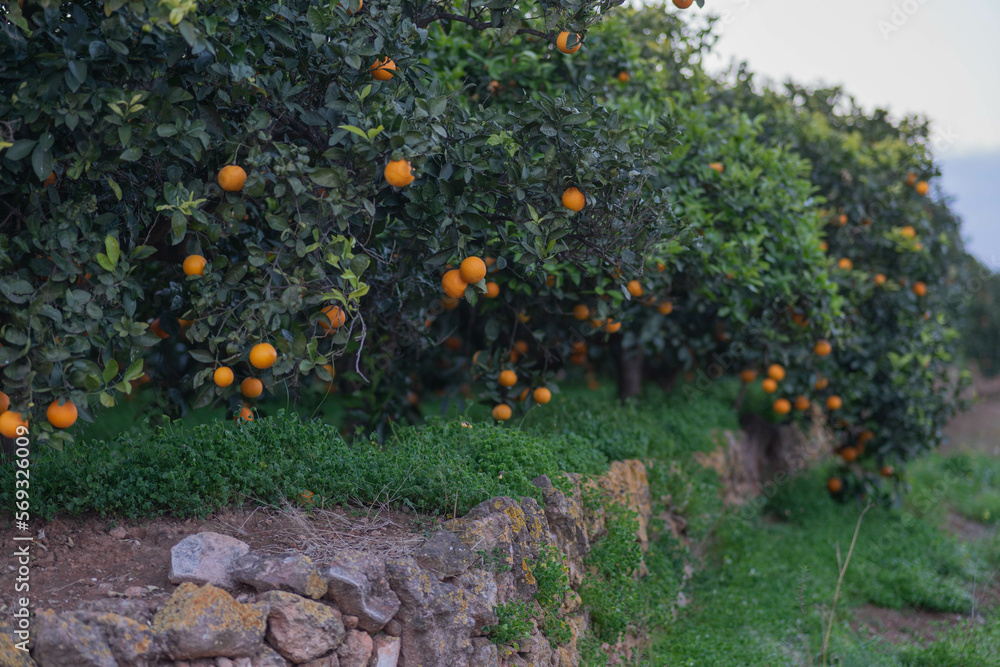 Campo de naranjos en Valencia