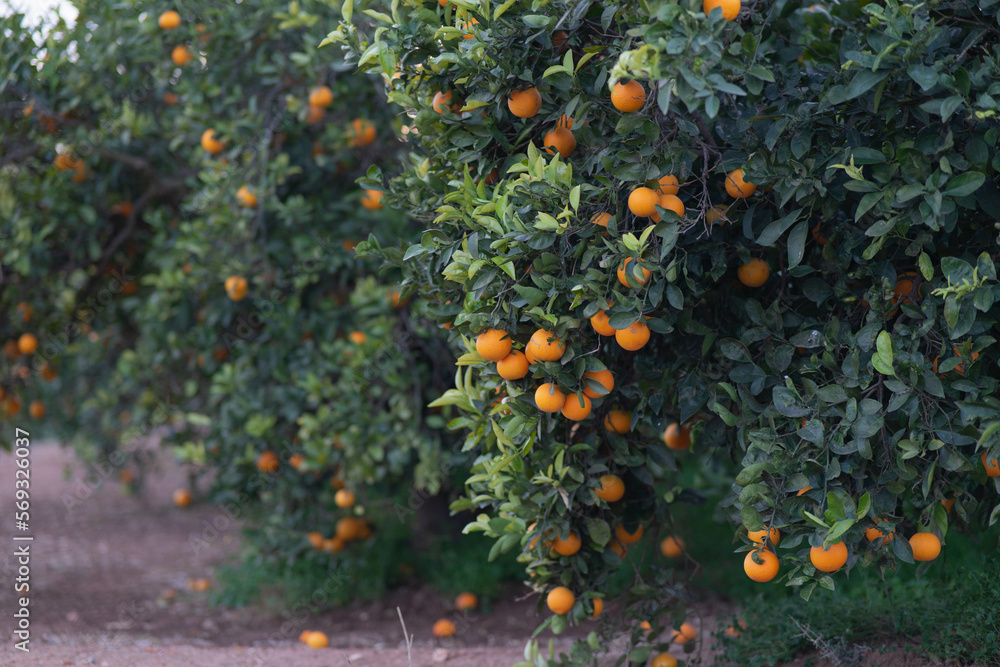Campo de naranjos en Valencia