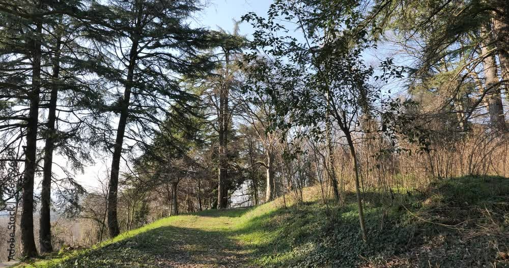Vento leggero muove le foglie dell'albero Vento leggero muove le foglie dell'albero
