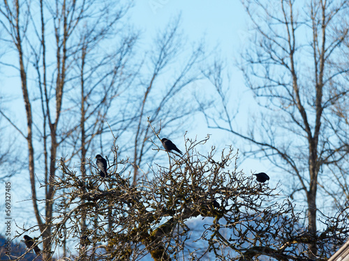  Pyrrhocorax graculus  Alpine choughs or yellow-billed choughs are perching in groups above tree in bavarian alps in winter