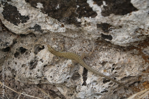 Wall lizard on a rock, Italy