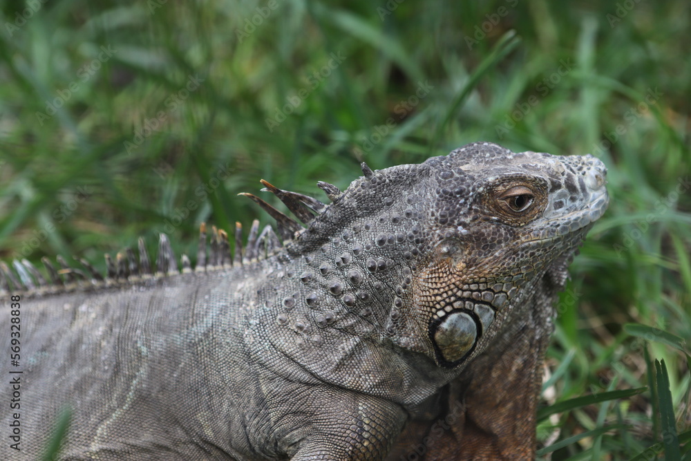 Obraz premium island land iguana