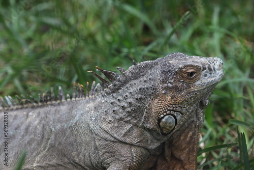 island land iguana