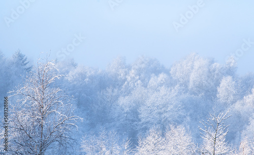 trees covered with snow © MarteJohannessen