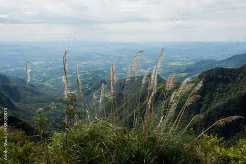 Pampas grass, Cortaderia selloana, beautiful flower of the Pampas region, one of the biomes of South America, like a feather