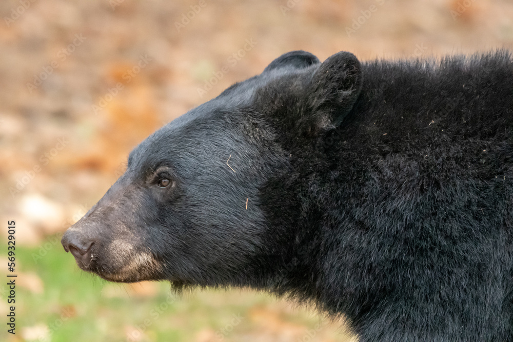 A portrait of A North American Black bear A portrait of A North American Black bear