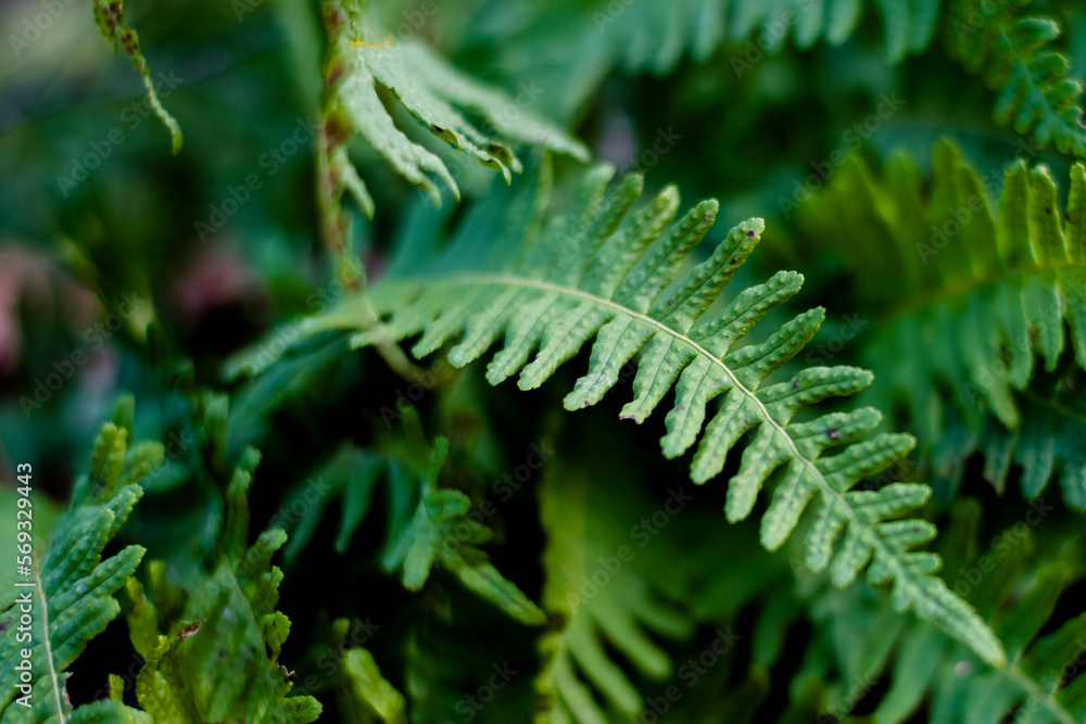 fern in the forest fern in the forest