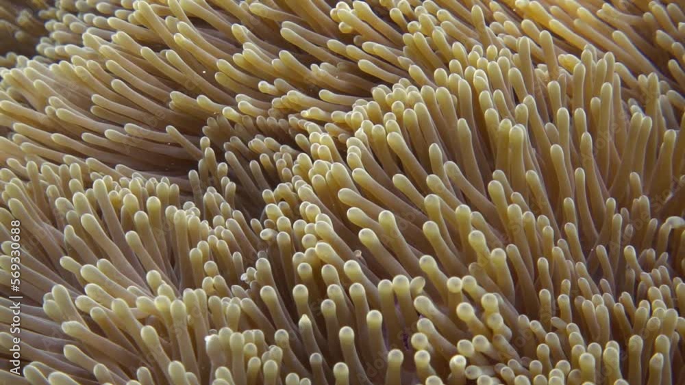Waving tentacles of a sea anemone close-up. Slow motion Waving tentacles of a sea anemone close-up. Slow motion