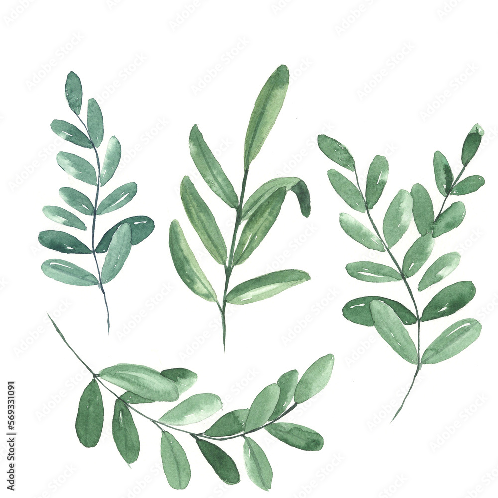 Set of olive branches.  botanical watercolor illustrations, floral elements, oliveleaves, fern and others. Hand drawn watercolor set of  green leaves and home plant