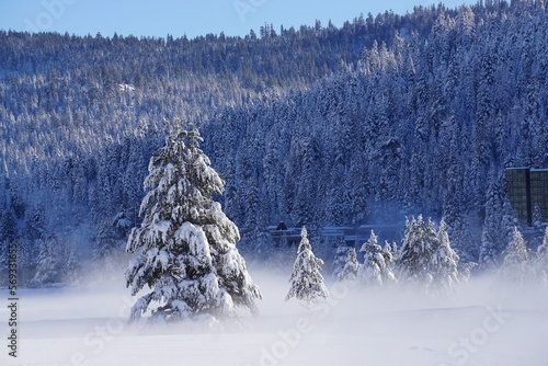 snow covered trees with morning fog lifting in Squaw Valley, CA, USA