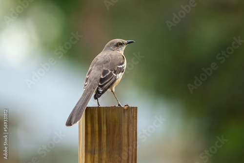 Canvas Print A Northern mockingbird bird perched on a fence pole