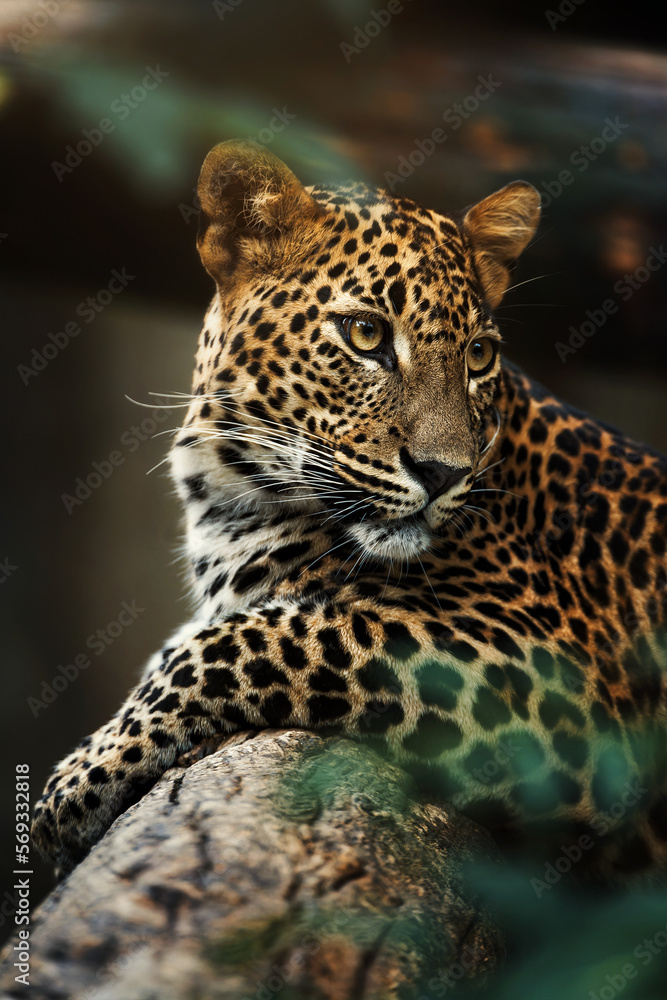 Ceylon leopard (Panthera pardus kotiya) detail portrait Ceylon leopard (Panthera pardus kotiya) detail portrait