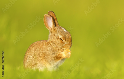 Close up of a cute little rabbit in spring