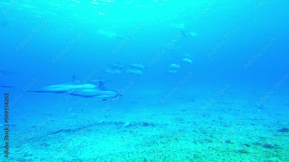 Slow Motion Shot Of Pod Of Dolphins In Underwater - Oahu, Hawaii Slow Motion Shot Of Pod Of Dolphins In Underwater - Oahu, Hawaii