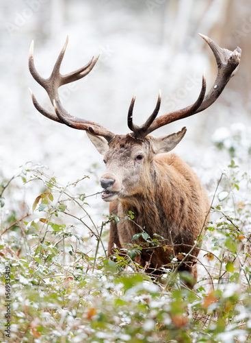 Close up of a Red deer stag eating leaves in winter