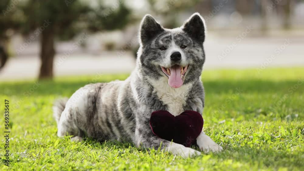 Marble Japanese Akita in beautiful tiara with red ruby heart lies on lawn, grass in park and holds red-purple heart-shaped sign in its paws congratulating on holiday. The concept of love, Valentine's Marble Japanese Akita in beautiful tiara with red ruby heart lies on lawn, grass in park and holds red-purple heart-shaped sign in its paws congratulating on holiday. The concept of love, Valentine's