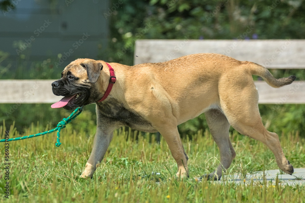 A cute bullmastiff walks on the green grass in a summer park. Pets. Krakow, Poland. A cute bullmastiff walks on the green grass in a summer park. Pets. Krakow, Poland.