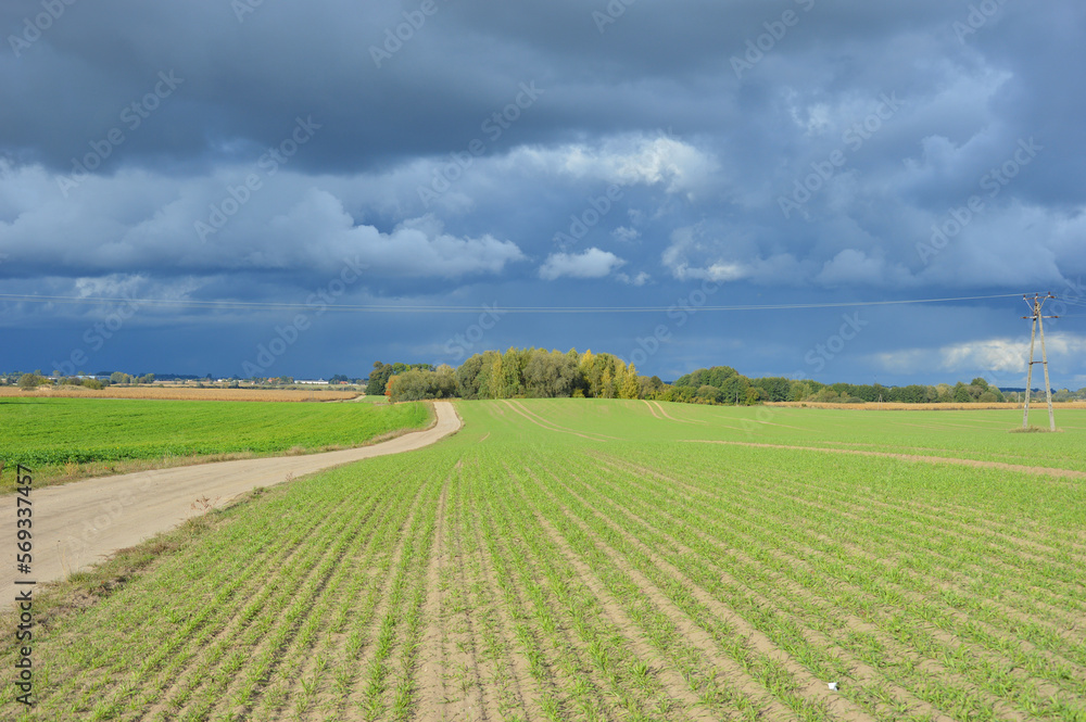 Green field and a blue sky - Agriculture
