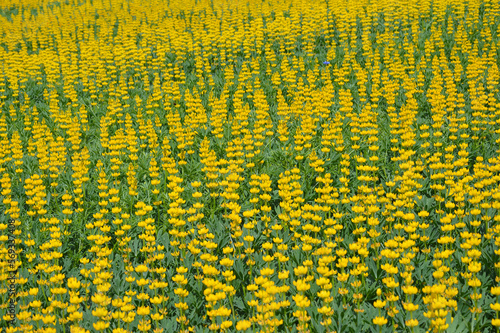 Canvastavla Field of lupine - Agriculture