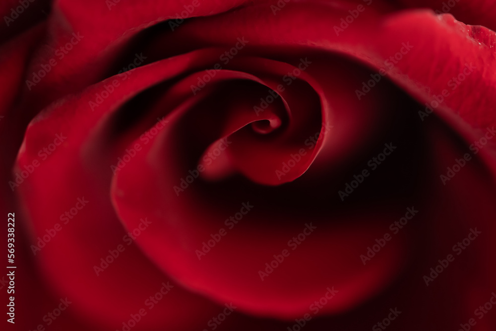Red rose flower closeup macro. Low key photo Red rose flower closeup macro. Low key photo