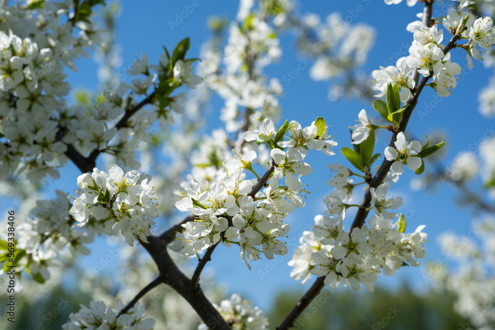 Blossoming branch with white flowers on blue sky. Spring time