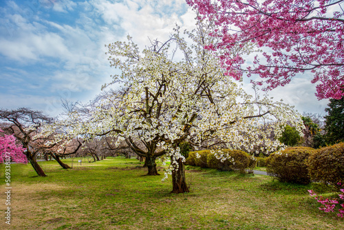 Bild auf Leinwand White cherry blossoms in Koishikawa Botanical garden in Tokyo -  first tree whic