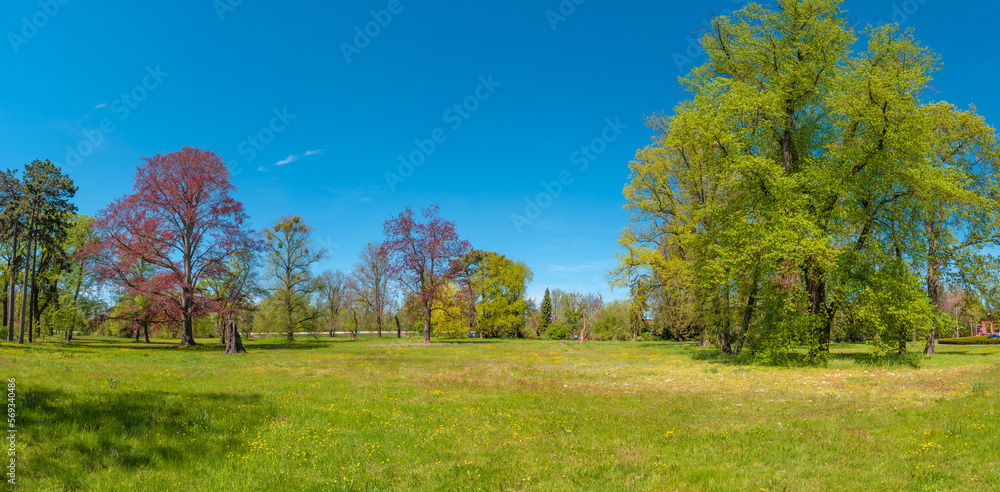 Magical panoramic view of deciduous forest in the city park in early Spring with blue sky, Magdeburg, Germany Magical panoramic view of deciduous forest in the city park in early Spring with blue sky, Magdeburg, Germany