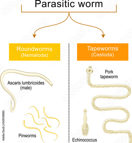 worm infection. Helminthiasis. Common types of parasitic worms or helminths
