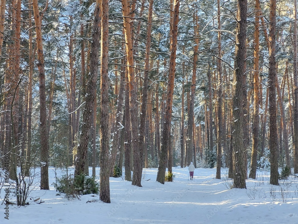Fototapeta premium forest in winter