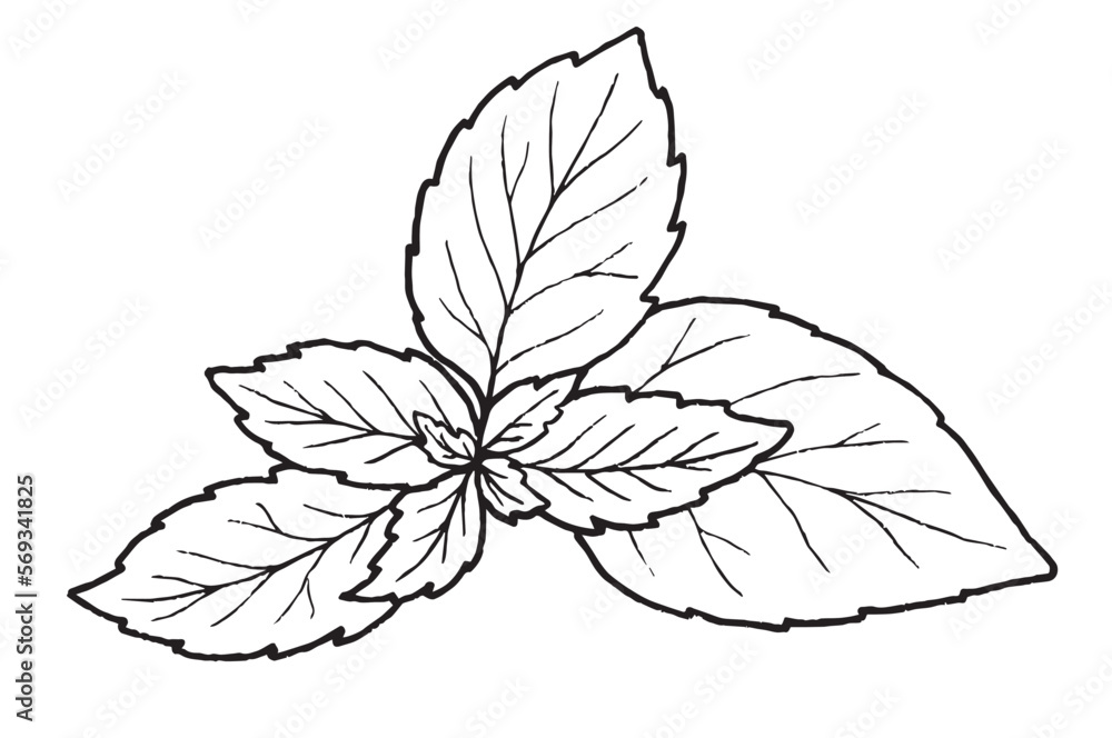 a basil sprig in sketch style, for menu decor, sticker, coloring, embossing