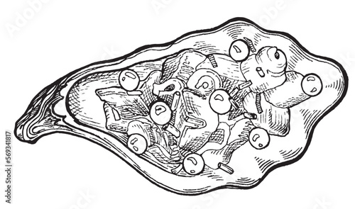 oyster with salmon roe in sketch style, for menu decor, sticker, coloring, embossing