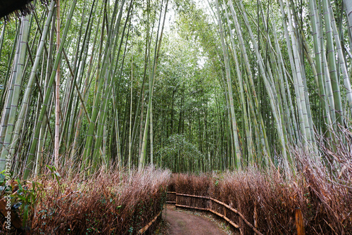 Bamboo Forest in Kyoto (Japan)