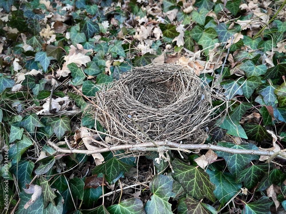 Old birds nest on branch and leaves 