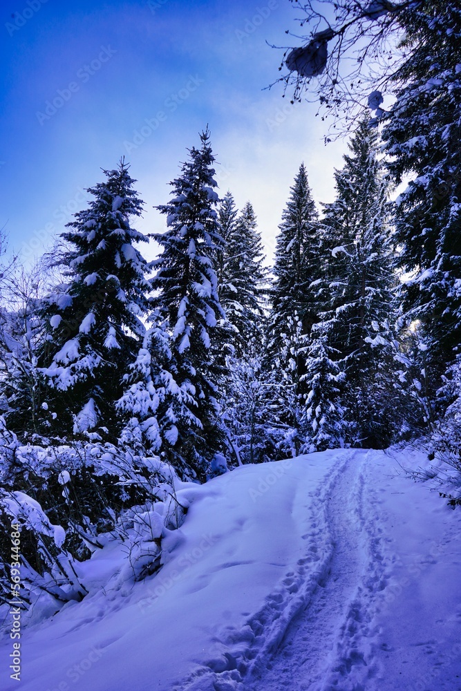 winter landscape in the mountains