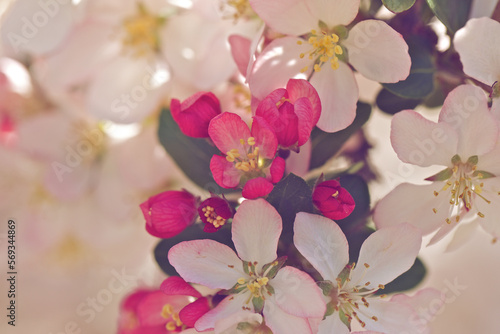 Close up of white and pink blooms on a crabapple treen in spring.
