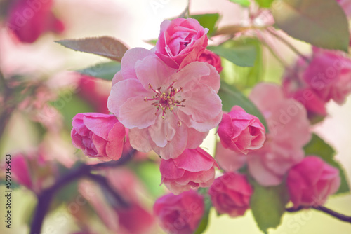 Close up of the pink flowers of Dwarf Flowering Almond tree in spring.
