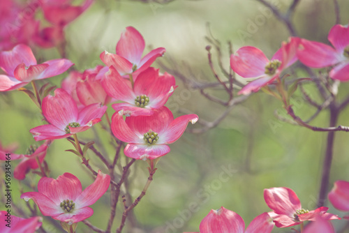 Pink dogwood branches in spring with green background